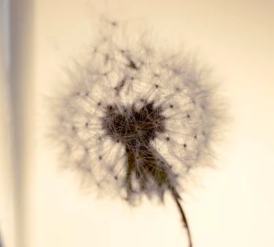Fading dandelion losing its seed Stock Photos