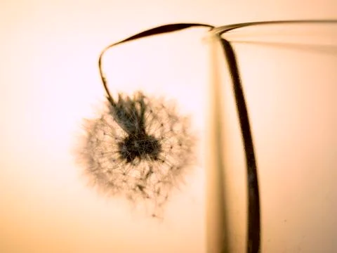 Fading dandelion losing its seed Stock Photos