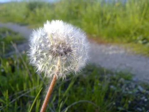 Fading dandelion Foto stock