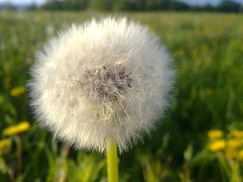 Fading dandelion Foto stock