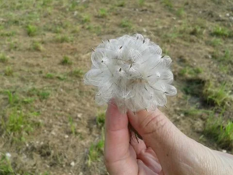 A fading flower in a hand Stock Photos
