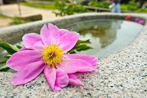 Fading flower Foto stock