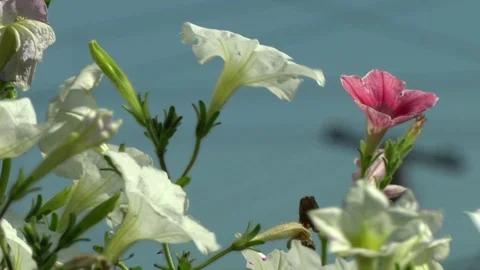 Fading flowers in the wind Stock Footage 115327870