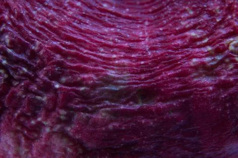 Fading fruit of a peach close-up. Foto stock