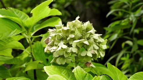 Fading Green Hydrangea Bloom Surrounded by Vibrant Serrated Leaves in Soft Vídeo Stock 344551236
