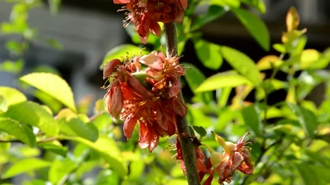 Fading henomeles Stock Footage 132759564