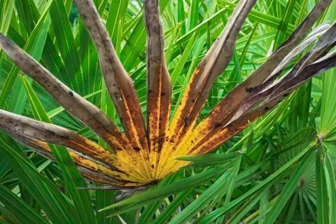 Fading Palmetto Stock Photos