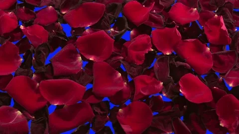 The fading petals of a red rose are blown away by the wind.  For keying. Stock-Footage 74640230