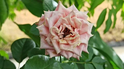 Fading Pink Rose Flower Stock Footage 310495085