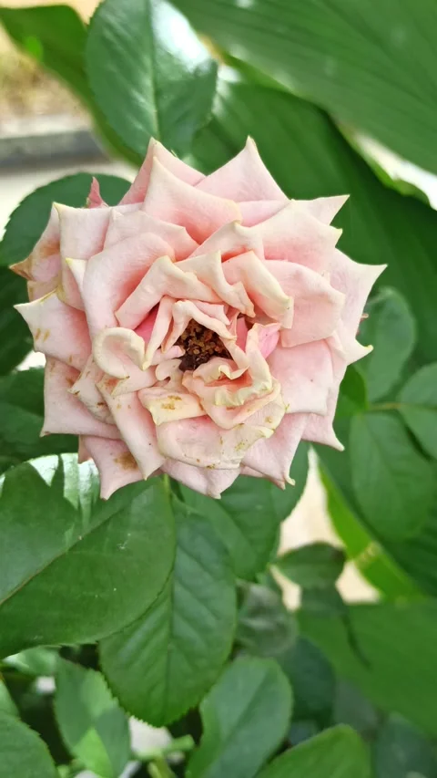 Fading Pink Rose Flower Vídeo Stock 310495086