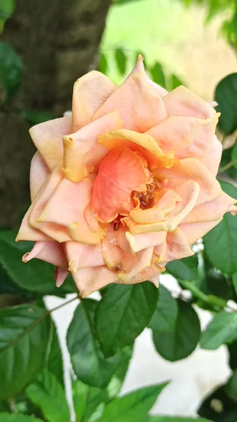 Fading Pink Rose Flower Vídeo Stock 310495115