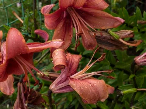 Fading red lily flowers Stock Photos