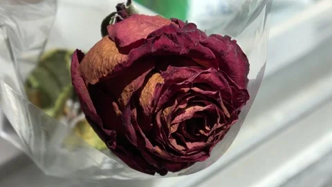 A fading red rose with wilted petals, capturing the quiet beauty of rose flower Stock Footage 329830756