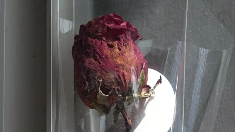 A fading red rose with wilted petals, capturing the quiet beauty of rose flower Stock Footage 329830762
