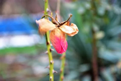 Fading rose Stock Photos