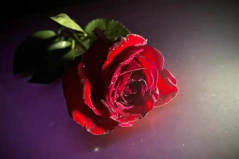 Fading Rose 写真素材