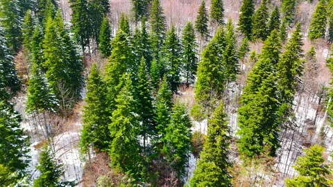 Fading Snow on Evergreen Peaks Stock Footage 313505409