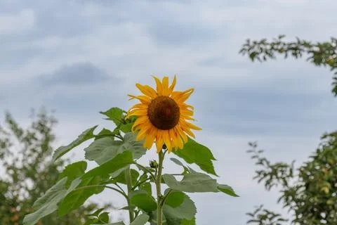 Fading sunflower in a meadow. Stock Photos
