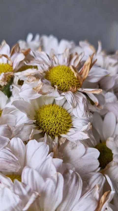 Fading White Daisy Flowers Yellow Center Close-Up Stock Footage 319013940