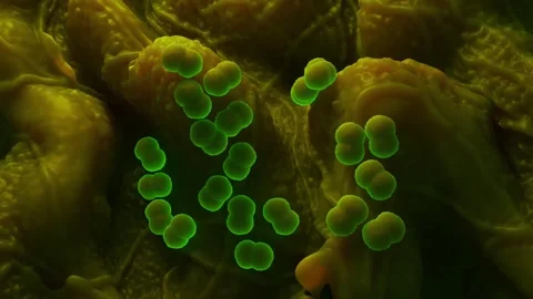 Faecal bacteria Stock Footage 305632408