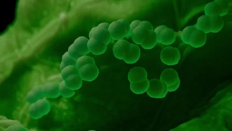 Faecal bacteria Stock Footage 305632417