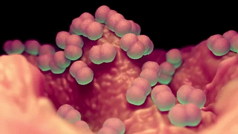 Faecal bacteria Stock Footage 305632427