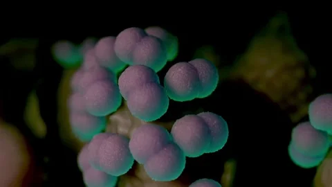 Faecal bacteria Stock Footage 305632428