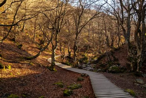 Faedo de Cinera Beech forest and river, wooden footbridge hiking trail Leon Foto stock