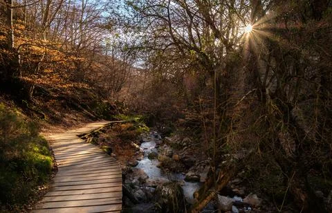 Faedo de Cinera Beech forest and river, wooden footbridge hiking trail Leon Stock Photos