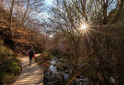 Faedo de Cinera Beech forest and river, wooden footbridge hiking trail Leon Stock Photos