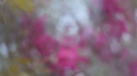 Faery pan view of blooming red apple branch with halo soft blur effect. Vídeos de archivo 52898145