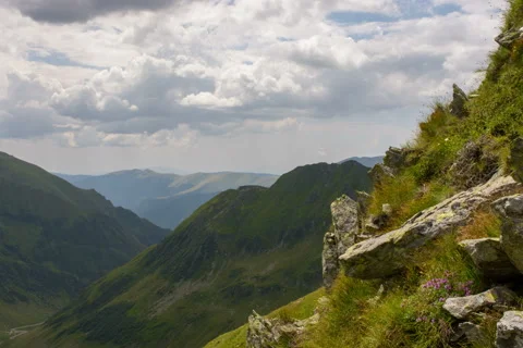 Fagaras mountain side rare flowers time lapse 6K Stock Footage 40663292
