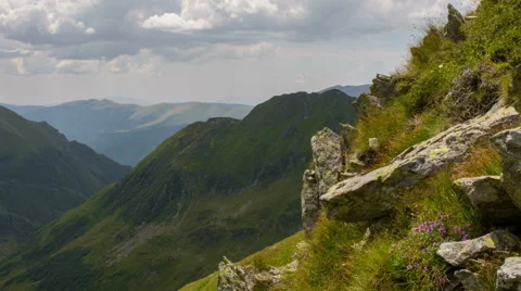 Fagarash mountain side rare flowers HD Stock Footage 40662130