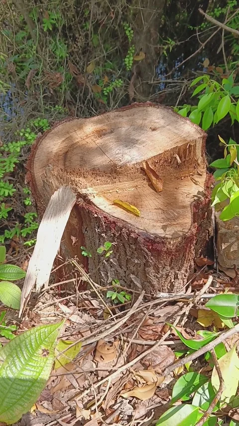 A fagraea fragrans tree was cut down to be used as furniture wood Stock Footage 320486107