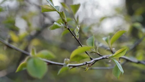 Fagus L. A branch of young beech blooms at the beginning of spring. Slide Lef Stock Footage 106627733