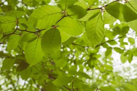 Fagus sylvatica green foliage Stock Photos