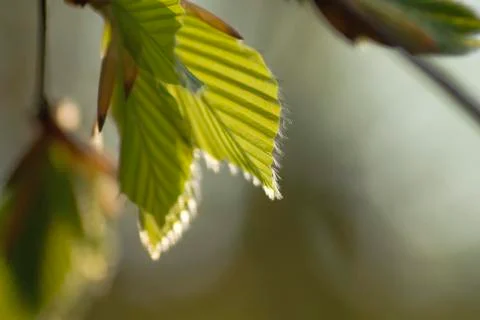 Fagus sylvatica leaves sprouting in spring Stock Photos