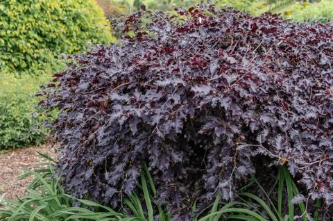 Fagus sylvatica 'Rohan Weeping' in summer. Stock Photos