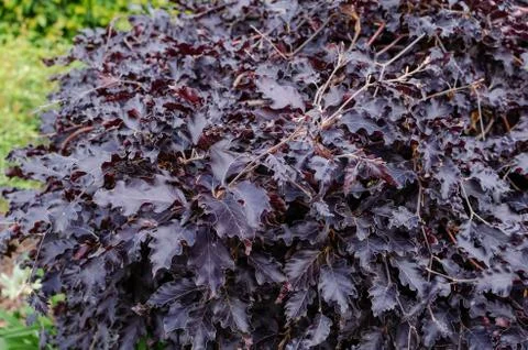 Fagus sylvatica 'Rohan Weeping' in summer. Stock Photos