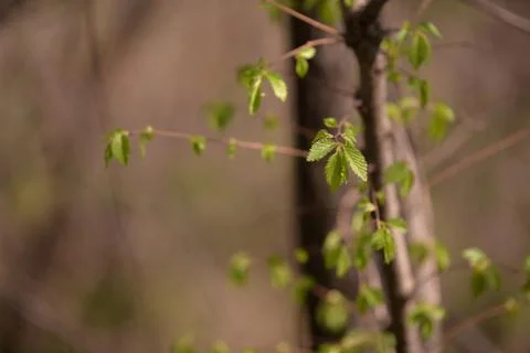 Fagus sylvatica in spring time. beech leaf in the forest Stock Photos