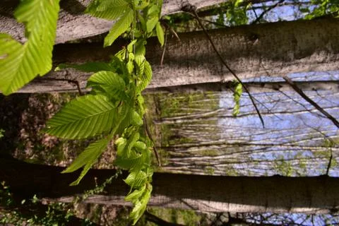 Fagus sylvatica in spring time. beech leaf in the forest Stock Photos
