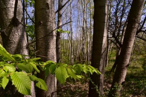 Fagus sylvatica in spring time. beech leaf in the forest Stock Photos