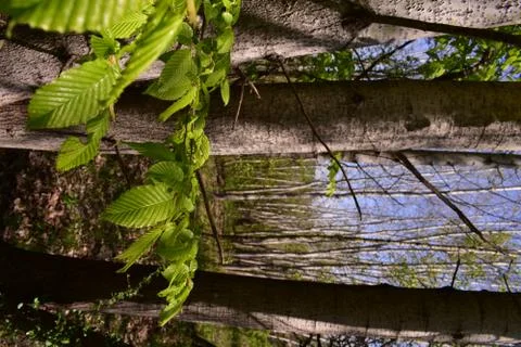 Fagus sylvatica in spring time. beech leaf in the forest Stock Photos