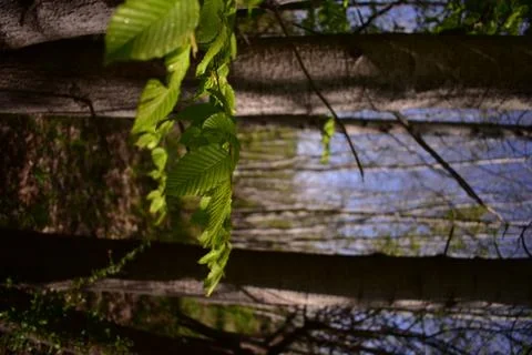 Fagus sylvatica in spring time. beech leaf in the forest Stock Photos