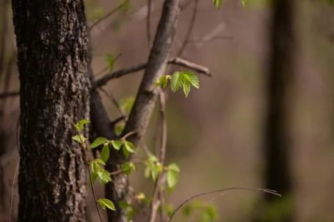 Fagus sylvatica in spring time. beech leaf in the forest Stock Photos