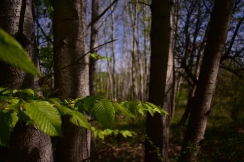Fagus sylvatica in spring time. beech leaf in the forest Foto stock