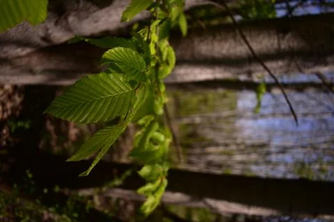 Fagus sylvatica in spring time. beech leaf in the forest Foto stock
