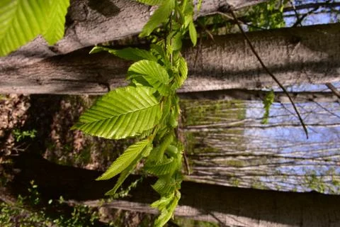 Fagus sylvatica in spring time. beech leaf in the forest Stock Photos