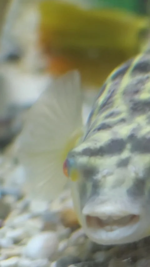 Fahak fish the fish is inflating Stock Footage 302100082