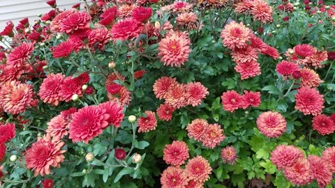 Fail 1 Stock Footage 95505037